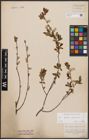 Foto von Salix aurita L. x Salix purpurea L.